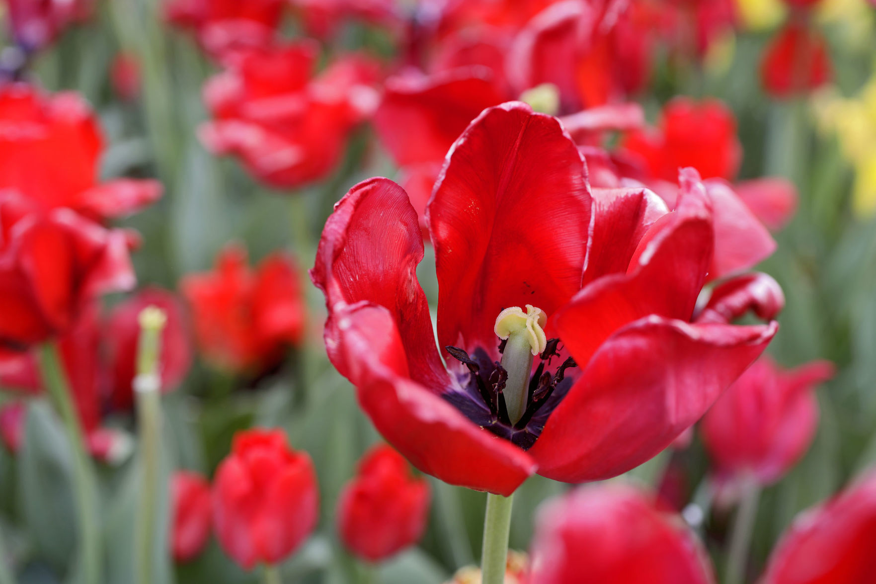 Tulsa Botanic Garden
